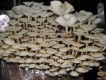 winter mushroom