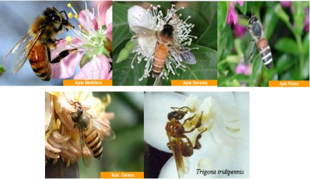 Species of bee