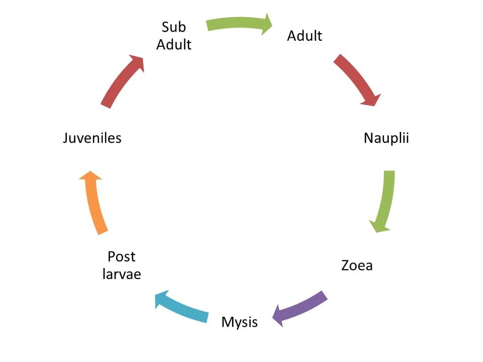 Figure 1 Shrimp life cycle.jpg