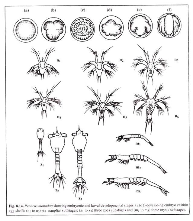 larval development stage.jpg