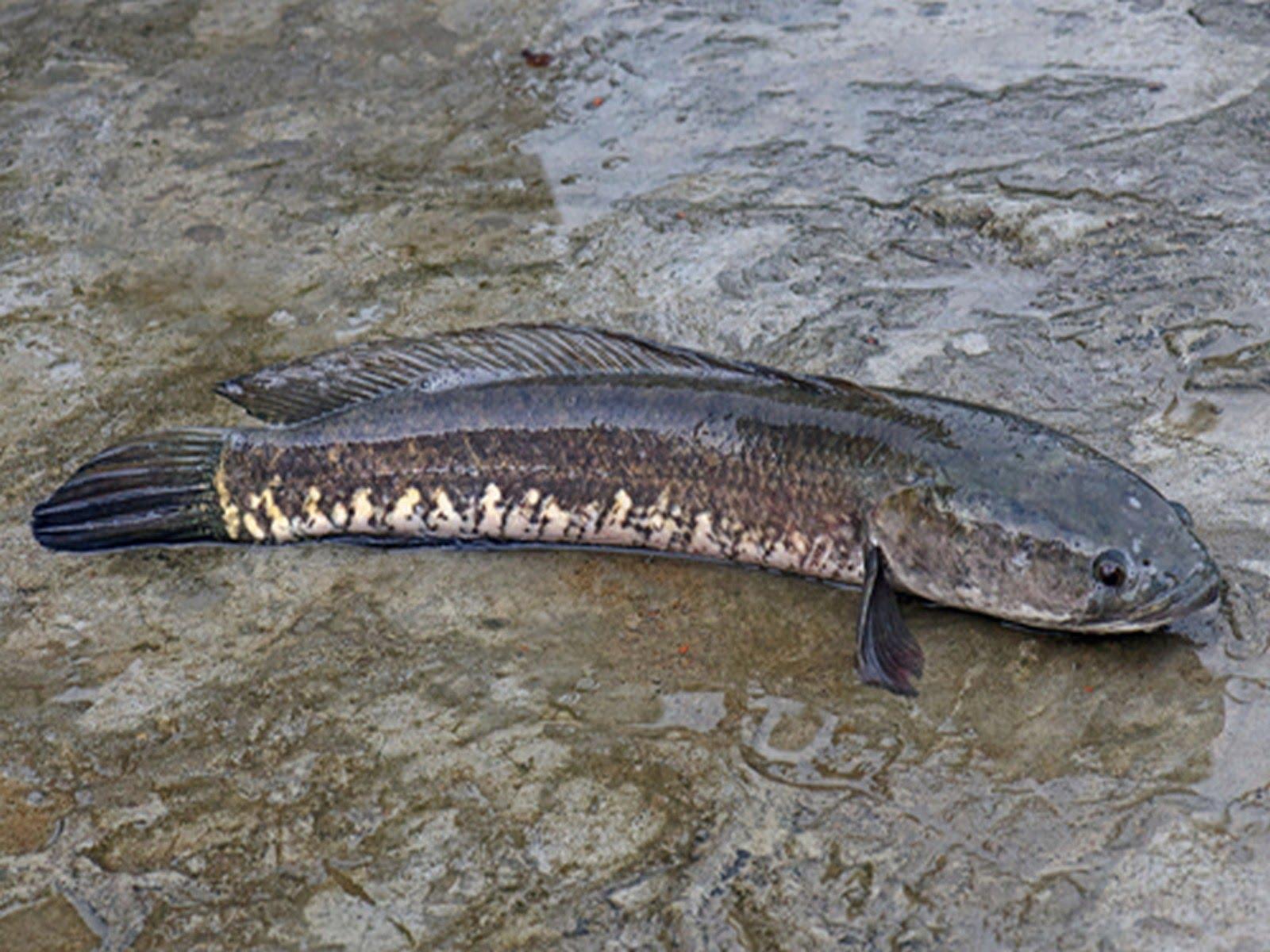 indian freshwater fish species