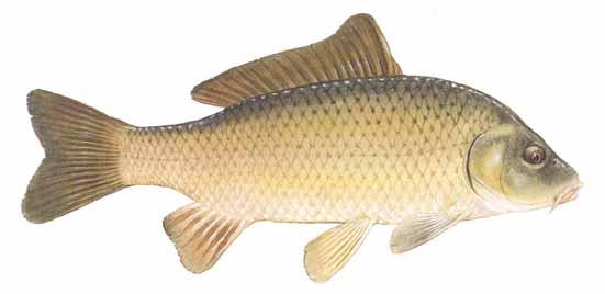 Cyprinus carpio.jpg