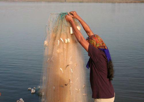 Summary by season and gillnet mesh size of the number and round