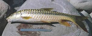 Golden mahseer.jpg