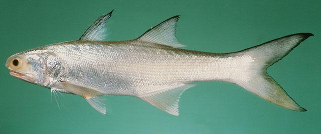 Indian Salmon Eleutheronema tetradactylum.jpg
