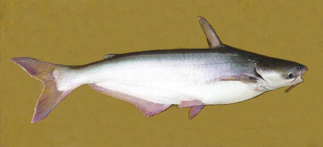 Pangasius pangasius.jpg