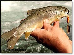 brown trout.jpg
