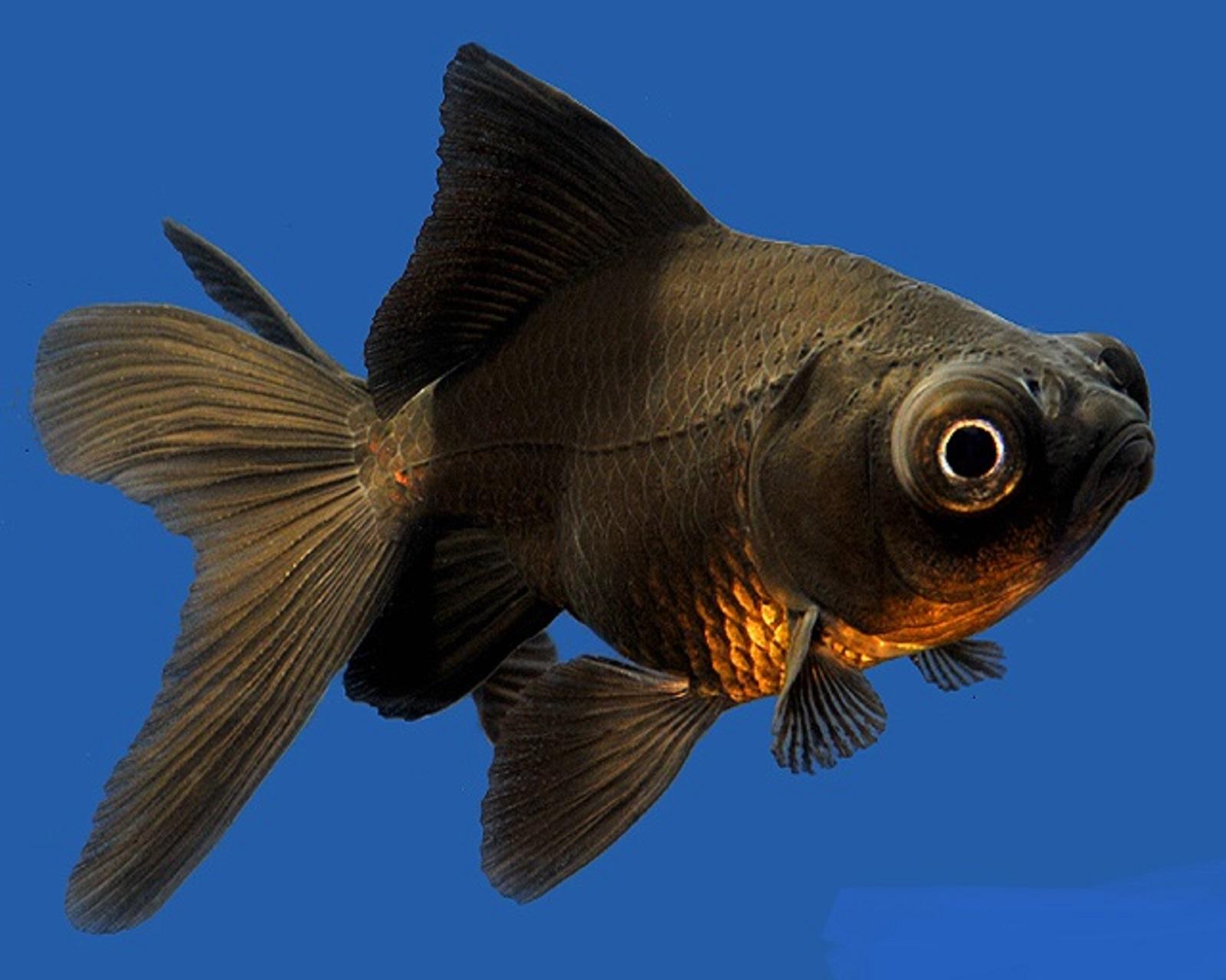 Black moor Gold fish.jpg