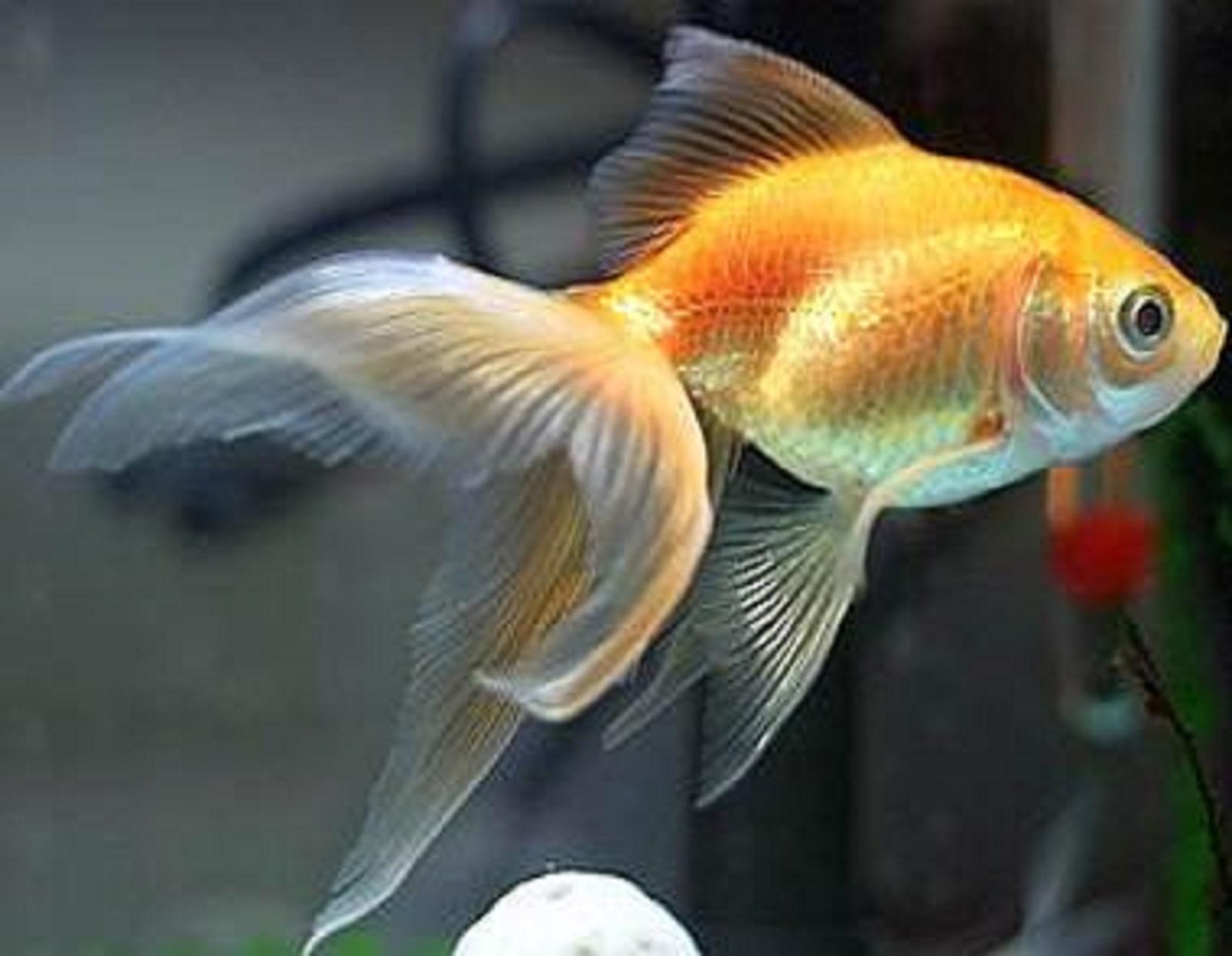 How often do goldfish lay eggs?