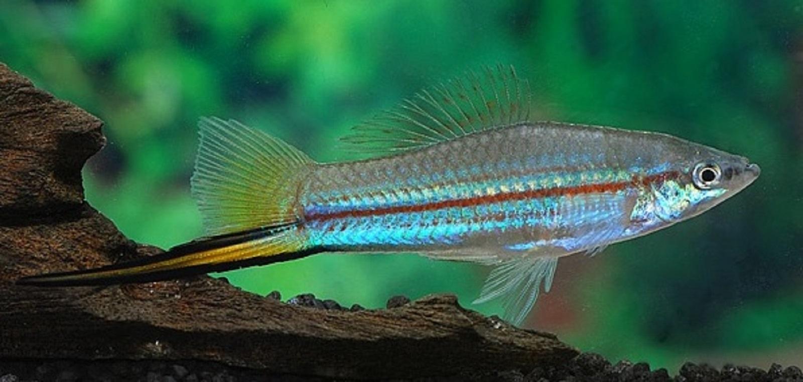 Green swordtail.jpg