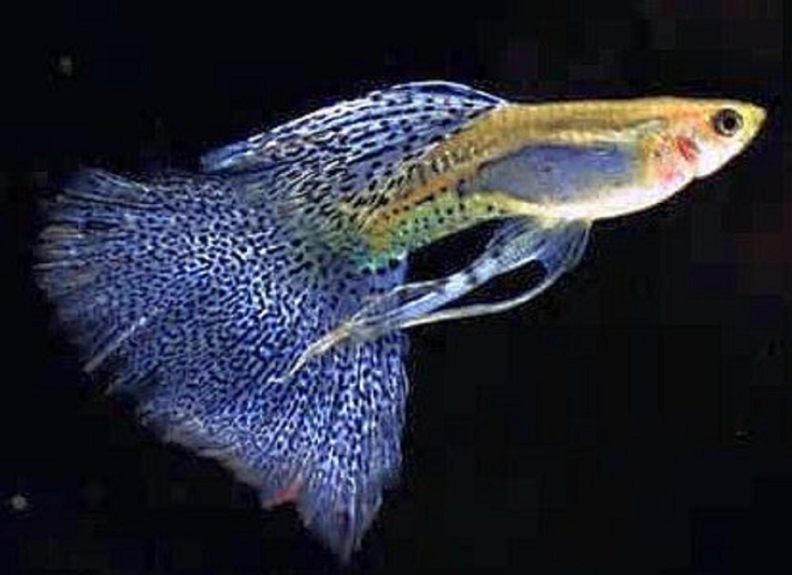 example of ornamental fish