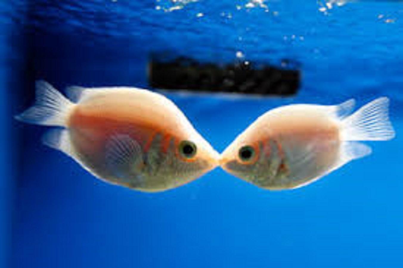 Kissing gourami.jpg