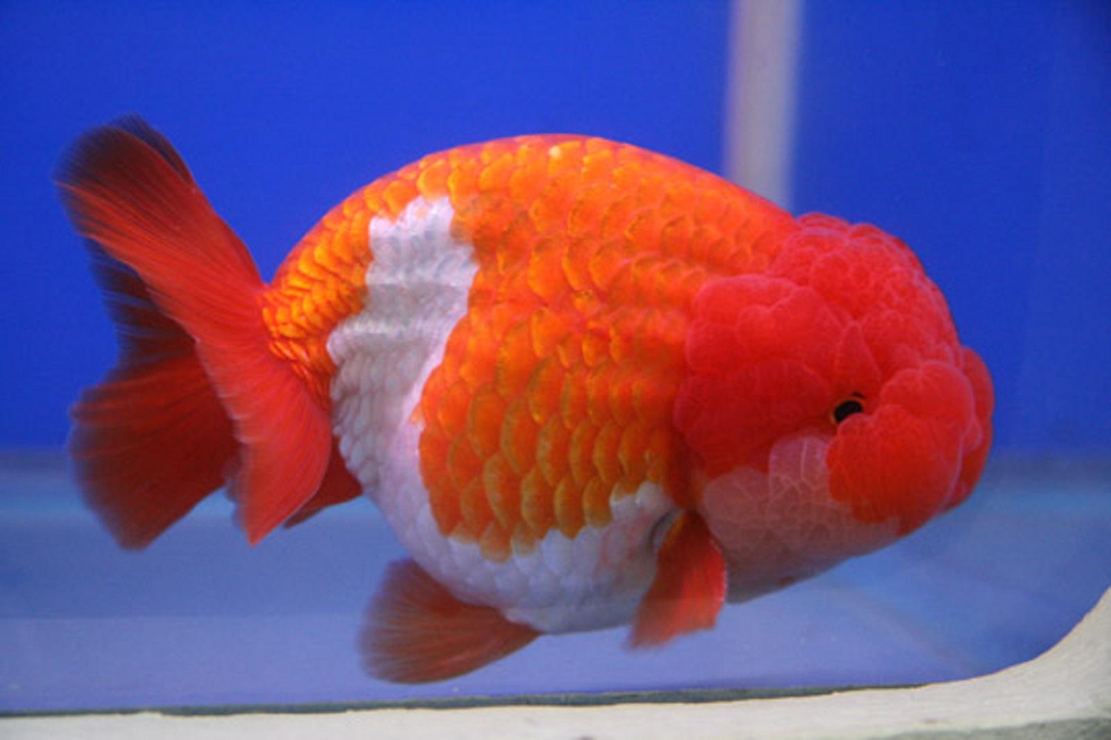 Lionchu Goldfish.jpg