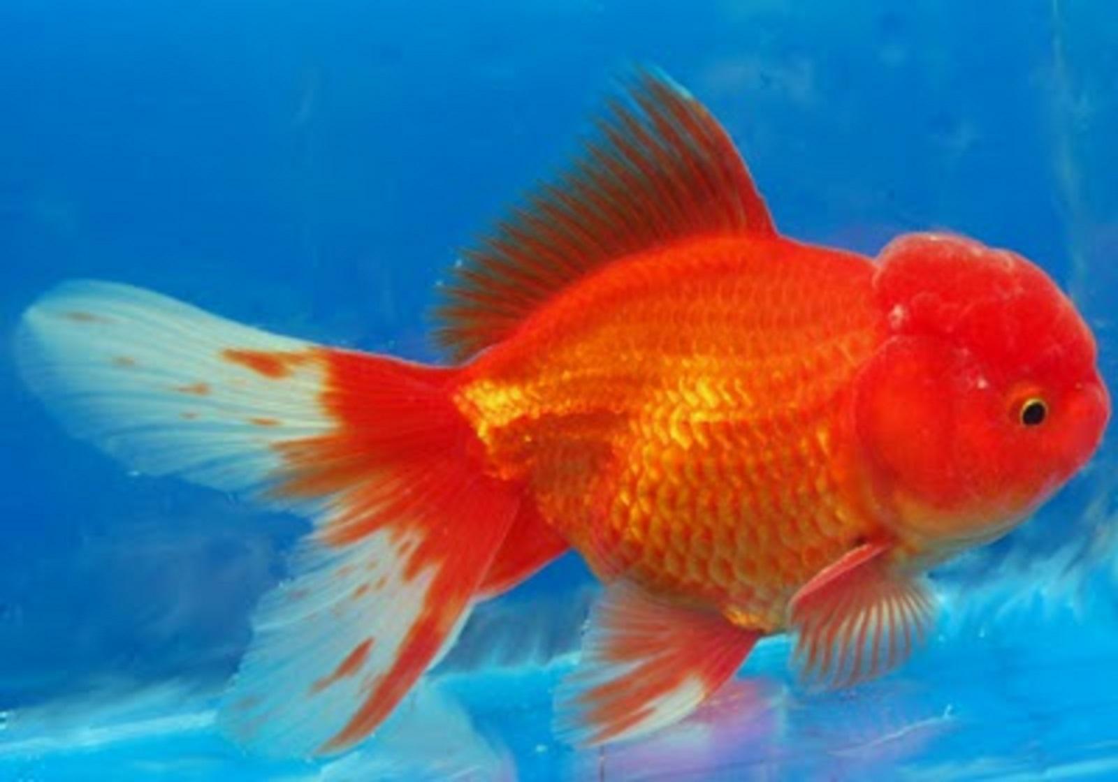 Oranda Goldfish.jpg