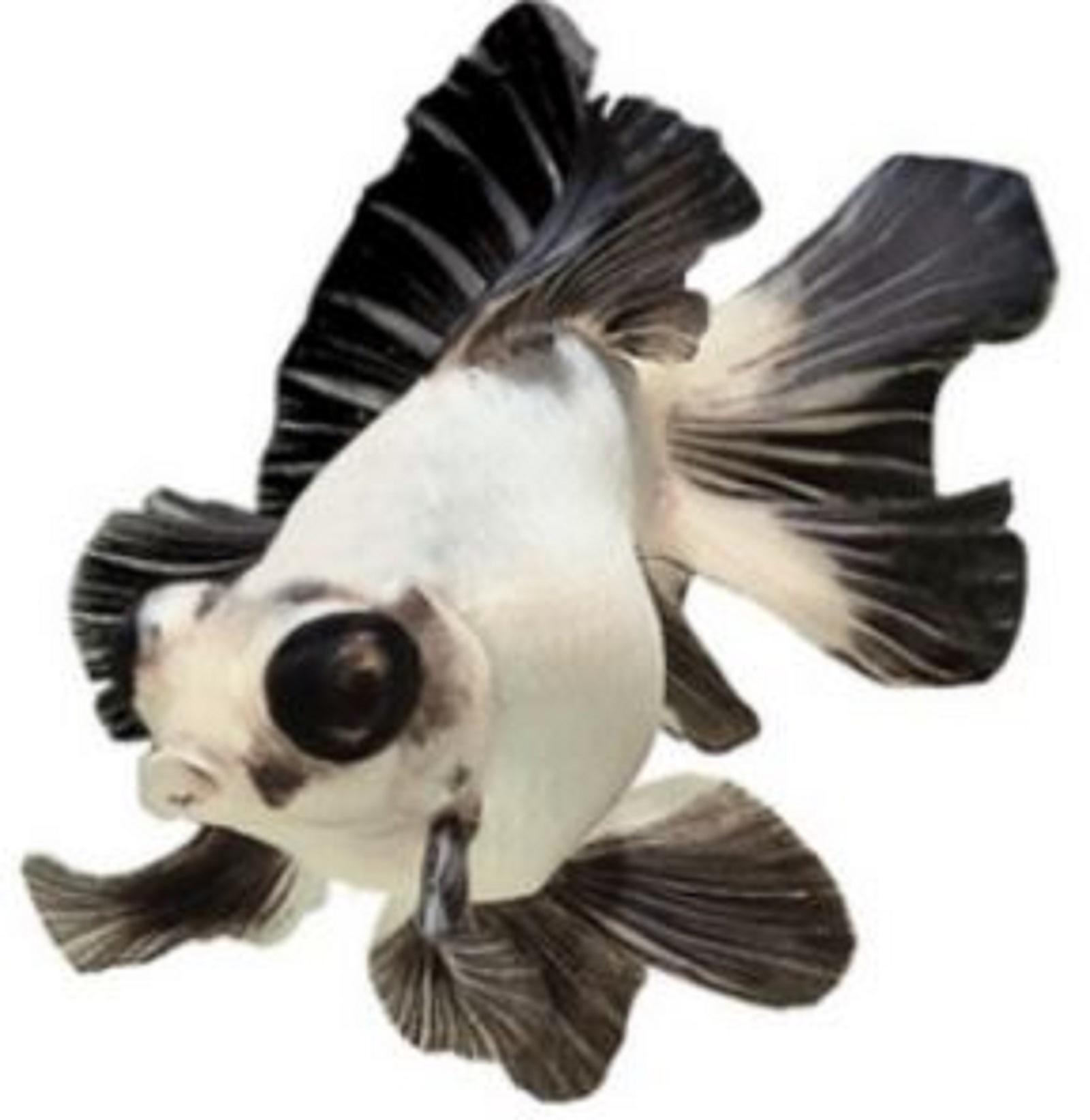 Panda moor goldfish.JPG