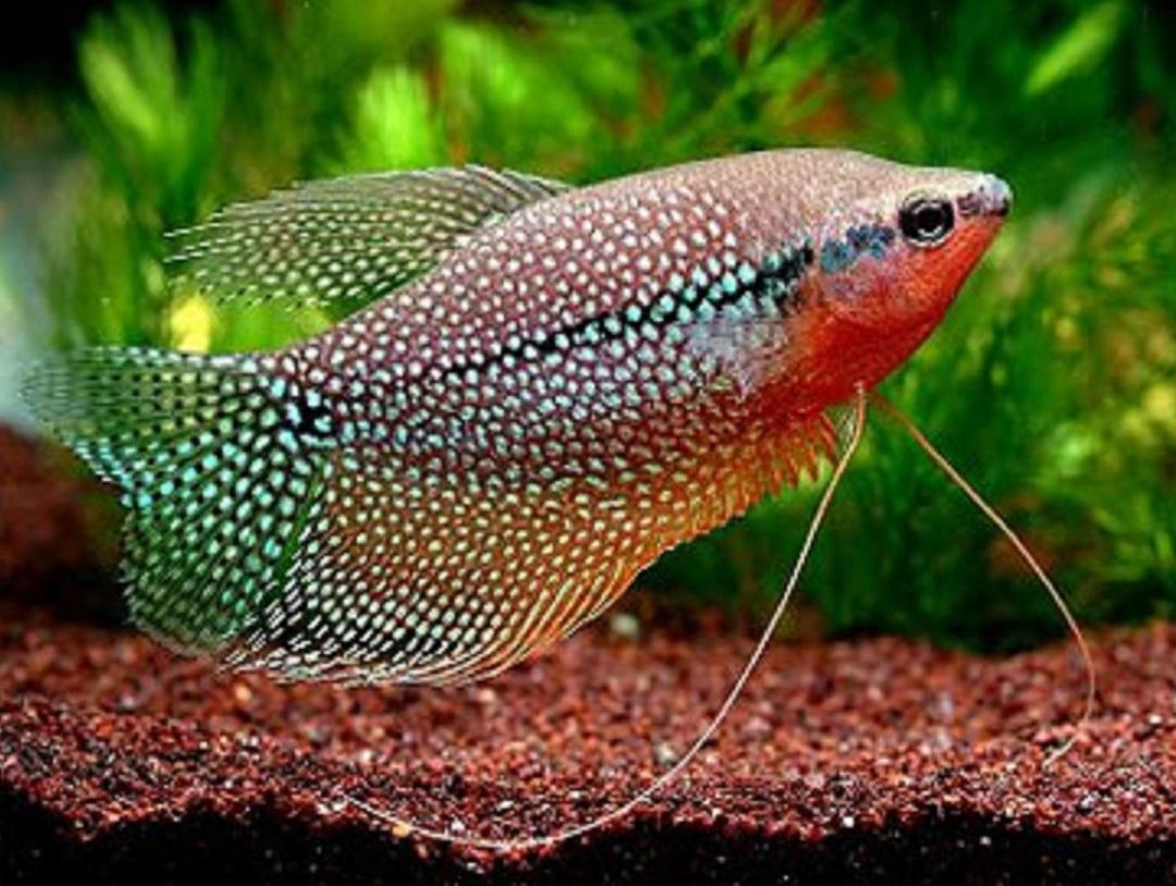 Pearl gourami.jpg