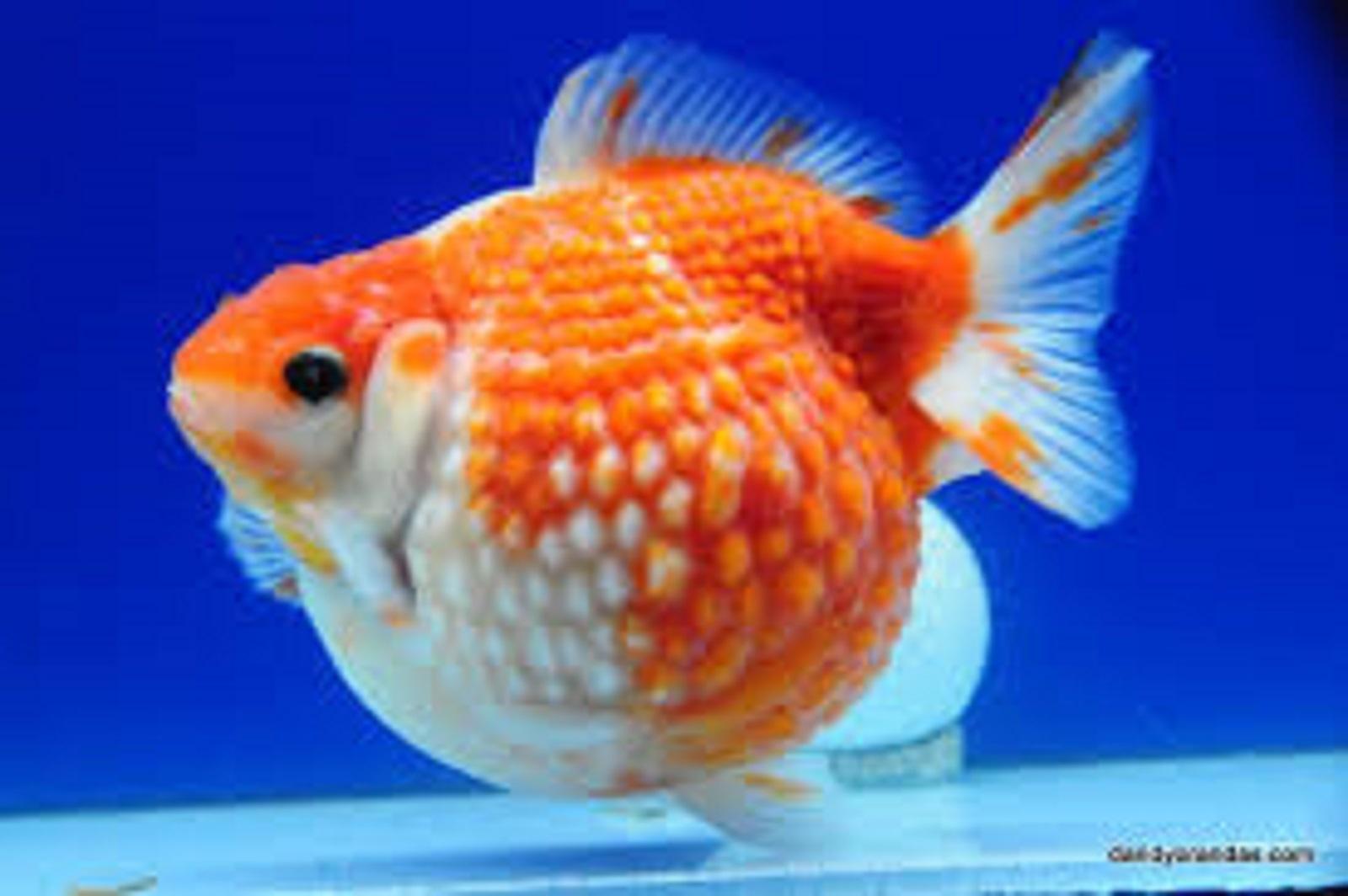 Pearlscale Goldfish.jpg