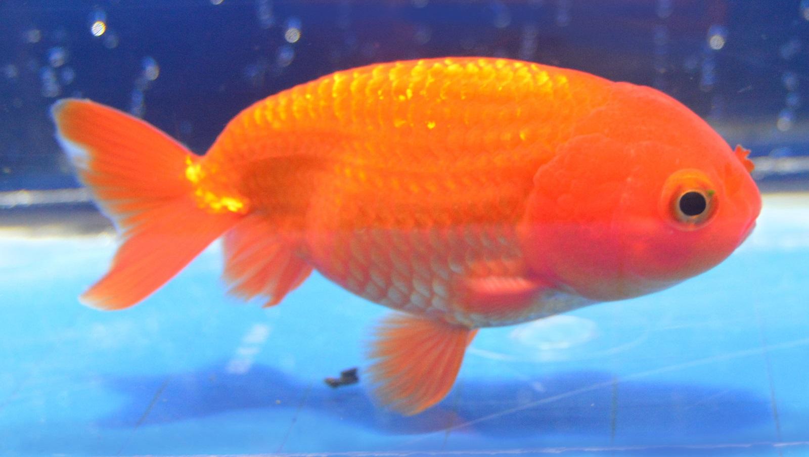 Ranchu Goldfish.JPG