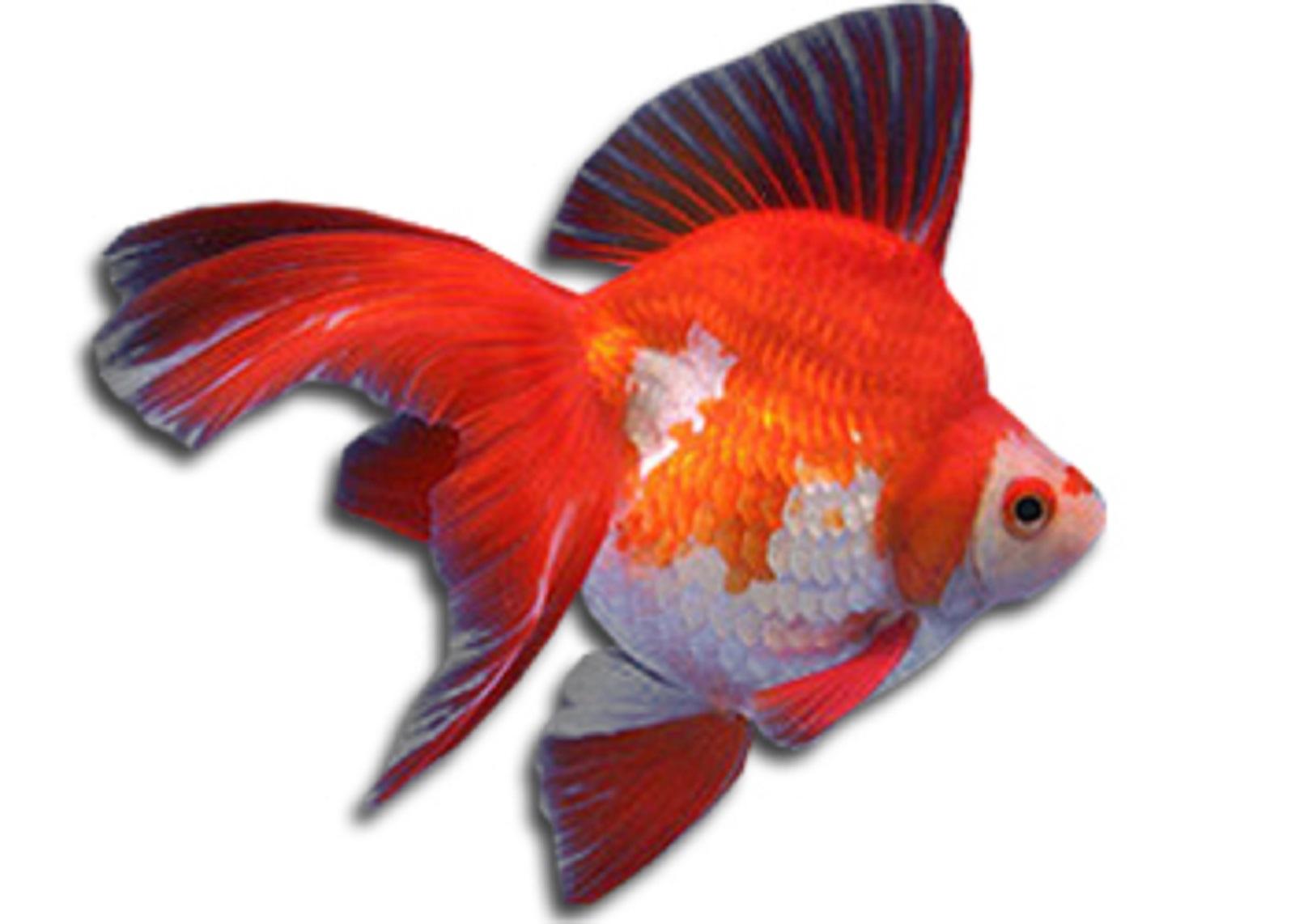 Ryukin Goldfish.jpg