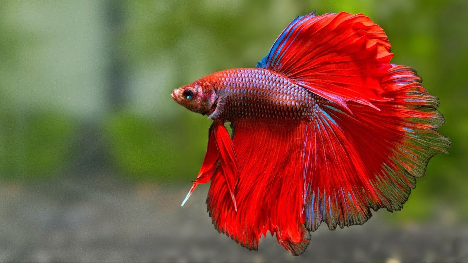 Siamese fighting fish.jpg