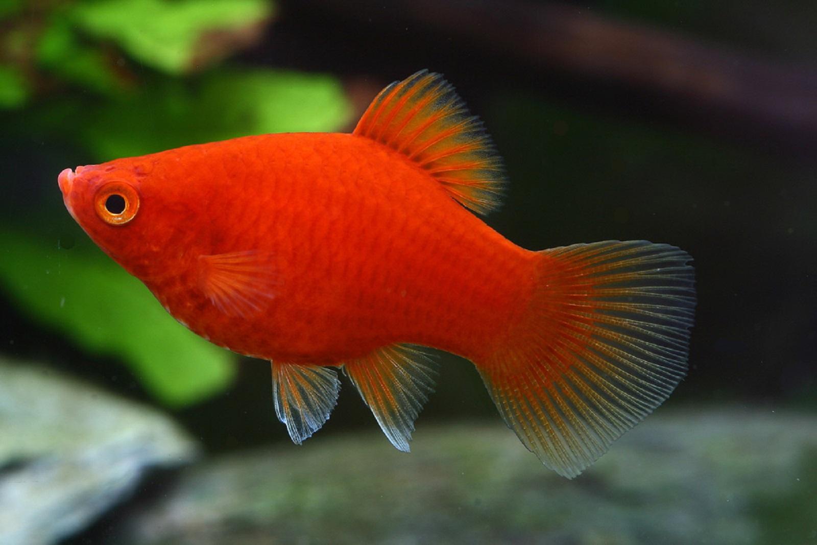 Livebearers of Ornamental Fishes — Vikaspedia