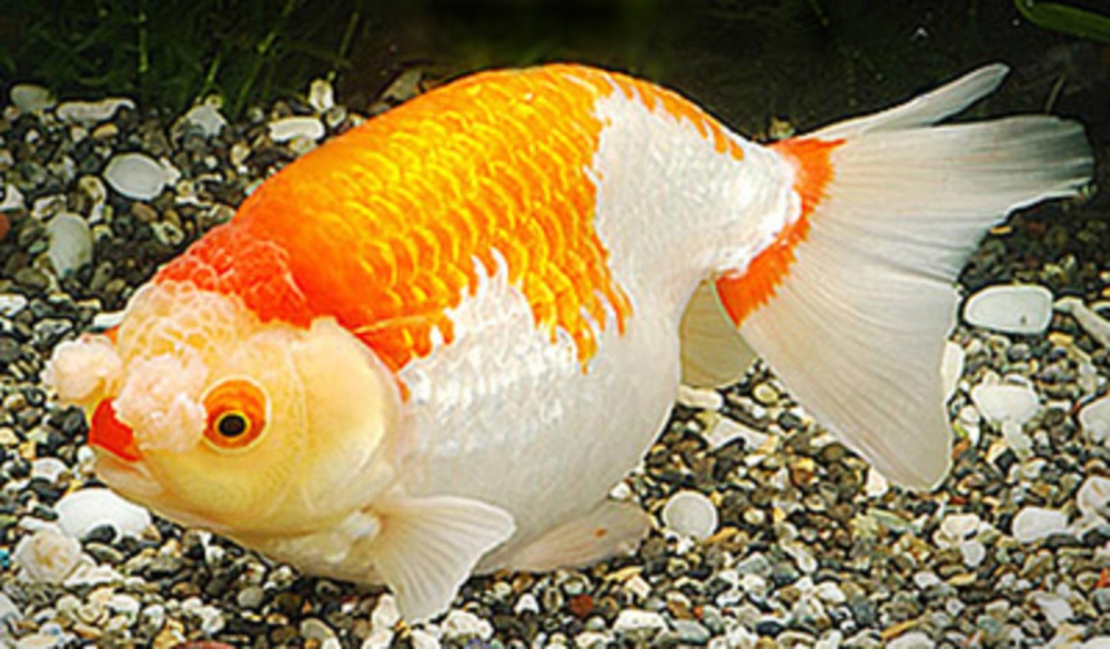 pompom Goldfish.jpg