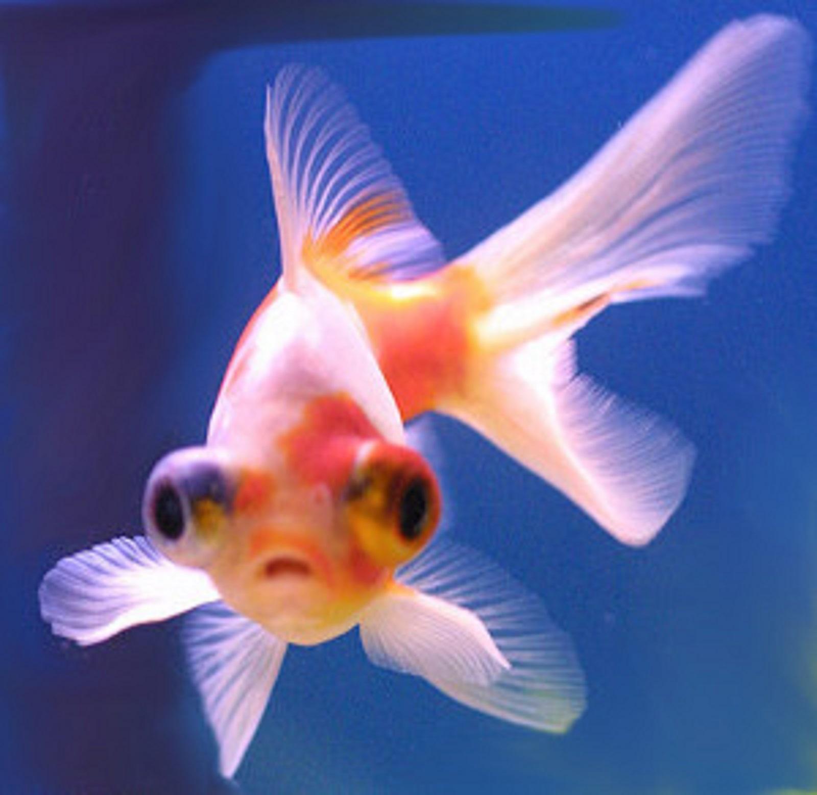 telescope eye goldfish.jpg