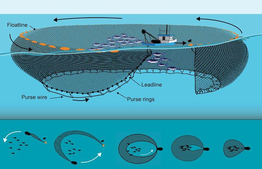 Surrounding net.jpg