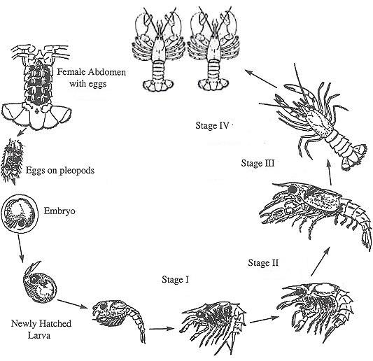 Lobster Farming In India Vikaspedia