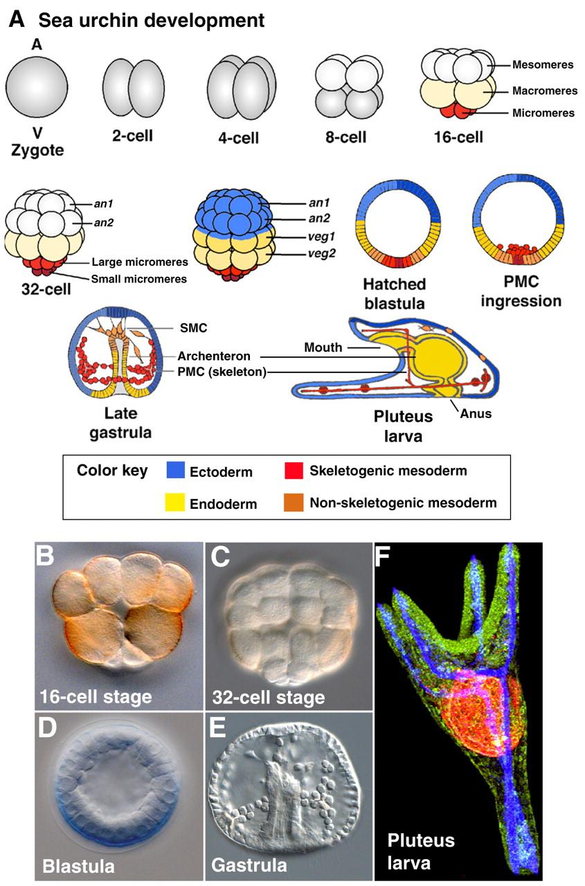 sea urchin development.jpg