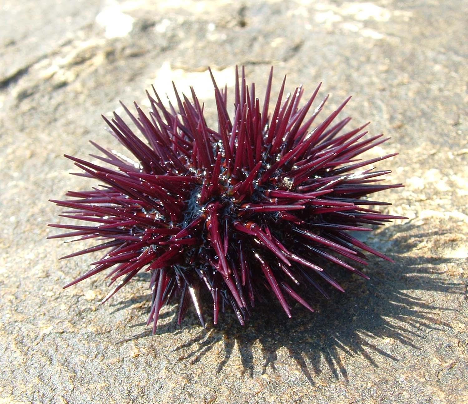 seaurchin_image.jpg