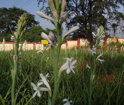 Tuberose Vikaspedia