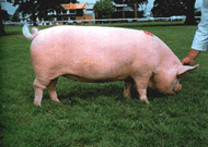 Pig_Middle_white_yorkshire.png