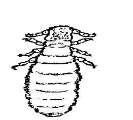 External Parasites Of Ruminants Vikaspedia