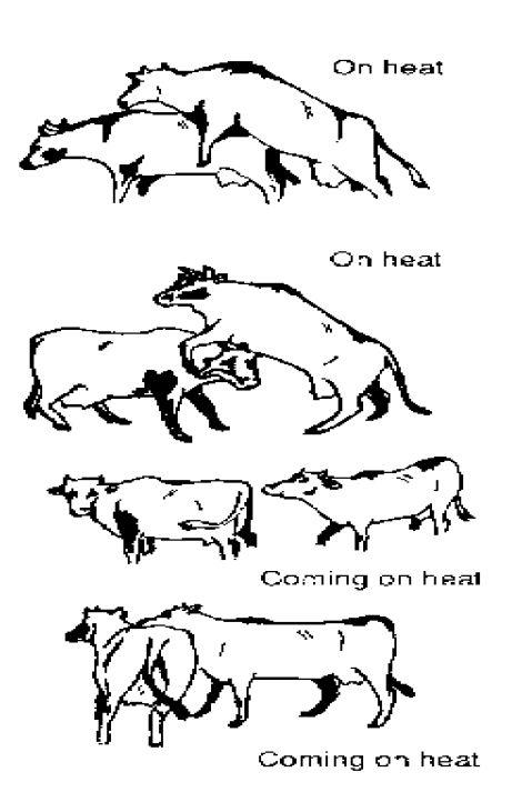 Signs of Oestrus in ruminants — Vikaspedia