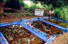 Azolla_Production_Pit_1.jpg