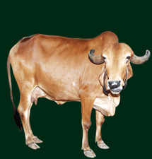 Breeds of cattle & buffalo — Vikaspedia