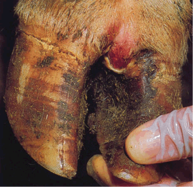 Disease Symptoms in the Foot