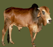 Breeds of cattle & buffalo — Vikaspedia