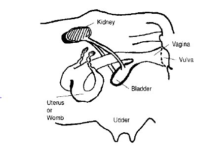 FEMALE REPRODUCTIVE AND URINARY SYSTEM