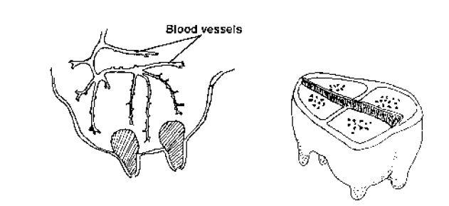 cow udder diagram