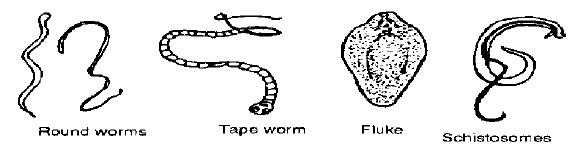 Internal parasites of ruminants — Vikaspedia