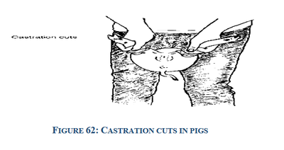 castration