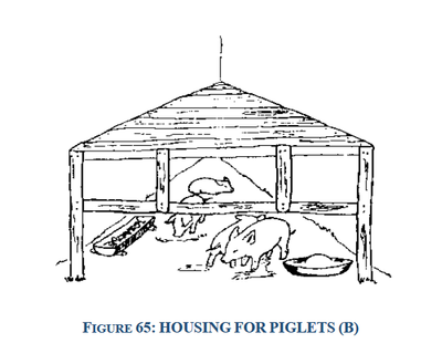 housing for piglets2