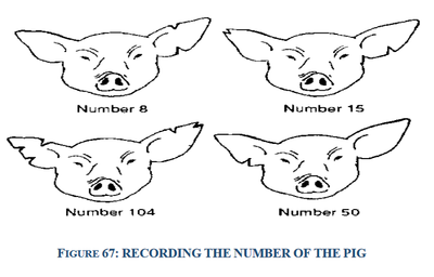 ear notching cattle