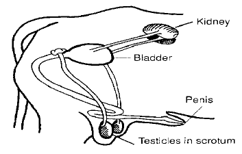 REPRODUCTIVE AND URINARY ORGANS OF THE MALE