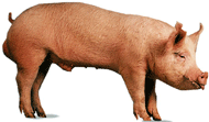 yorkshire_boar.png