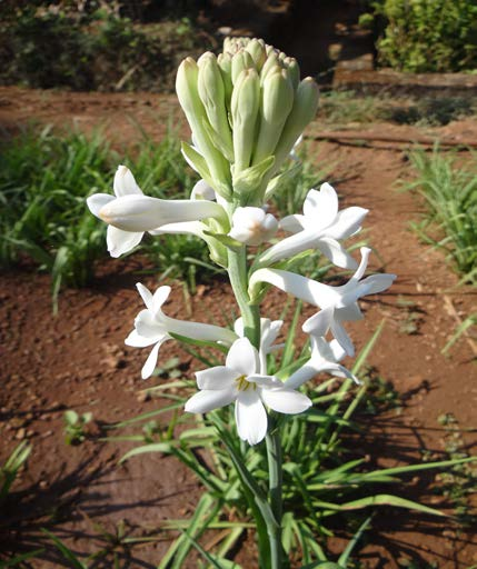 Tuberose Absolute, Polianthes Tuberosa, India 