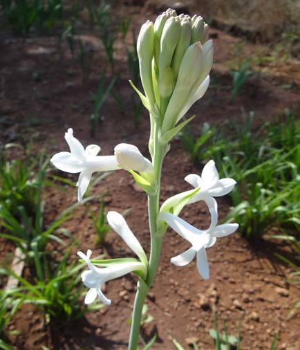 Tuberose Vikaspedia