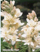 Tuberose Vikaspedia